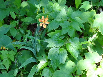 ヒオウギ（檜扇）の花咲きにぎわう・・　　２０１３．８．７_c0153880_21481172.jpg