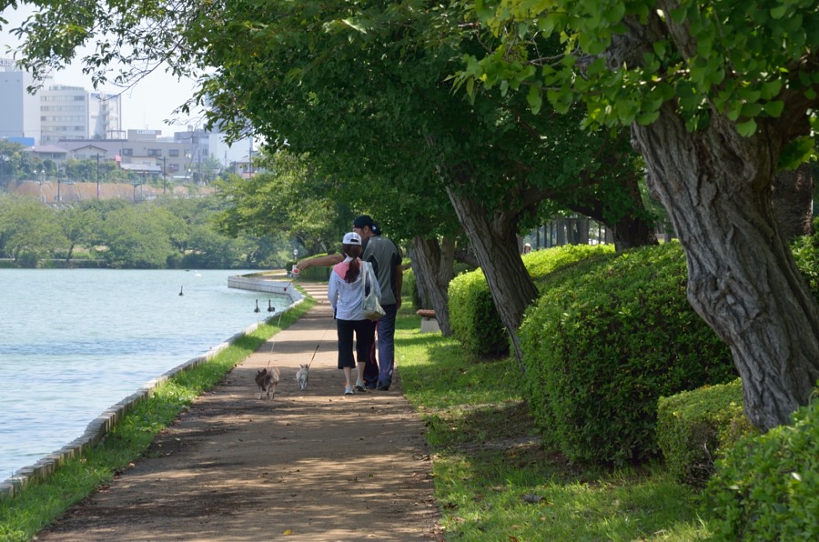 みんなの散歩道・・・千波湖畔_b0163381_2248427.jpg