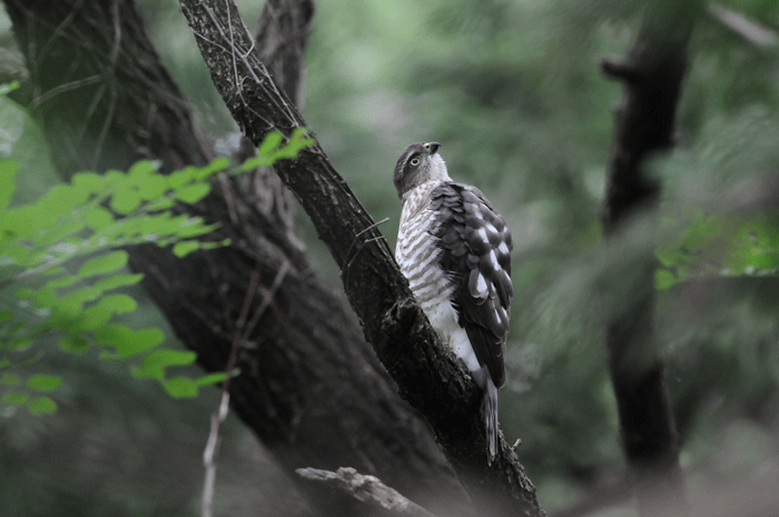 木陰の鳥さん　＜雀鷹＞_e0248688_17162948.gif