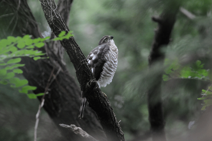 木陰の鳥さん　＜雀鷹＞_e0248688_17171352.gif