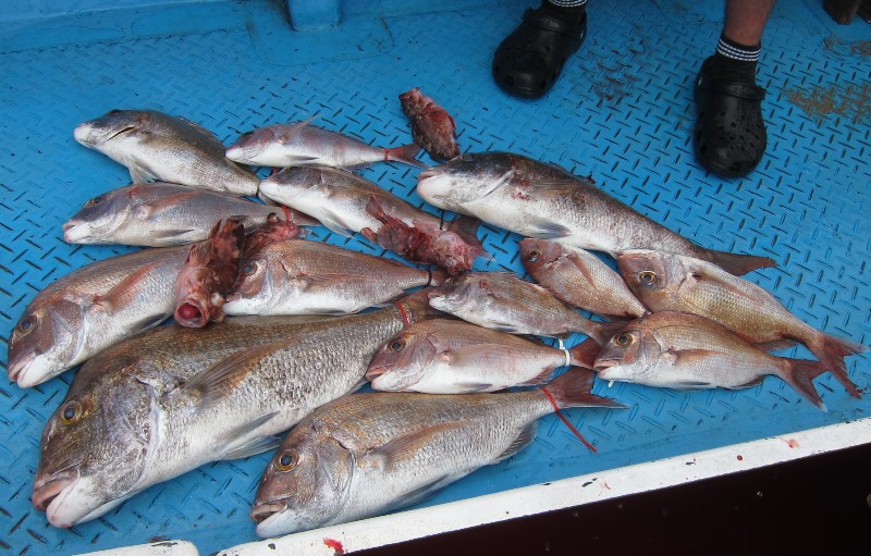 今年の夏も鳴門の鯛は激熱なのだー！★　鳴門亀浦　幸進丸　★_f0106190_233779.jpg