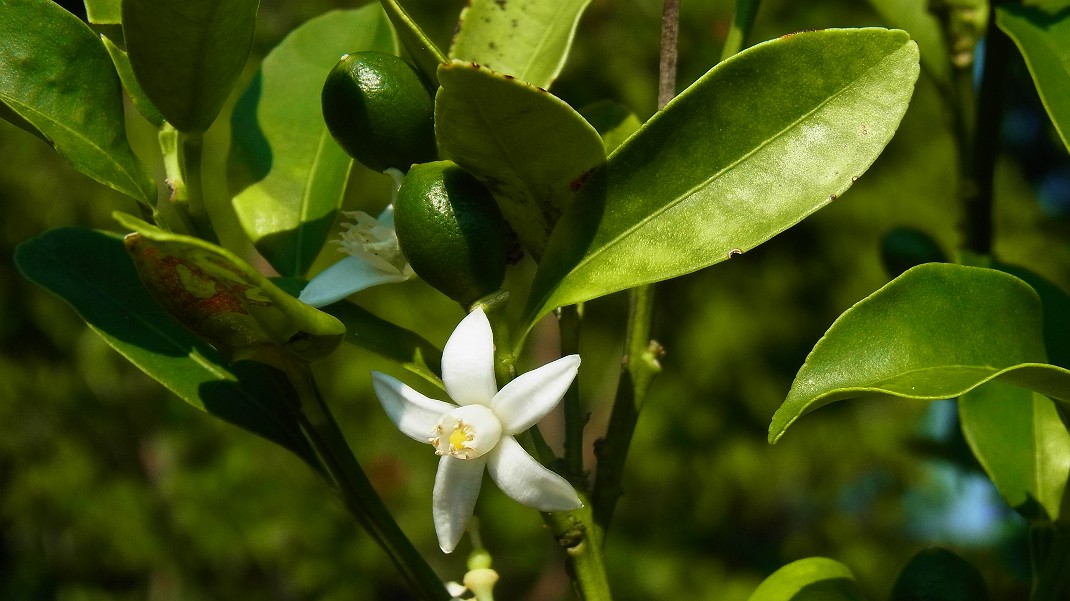a0152692_20125945.jpg