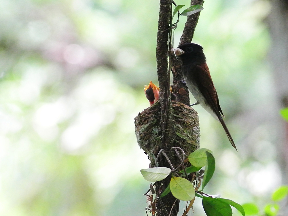 「二番子孵化」　サンコウチョウ（三光鳥）/Japanese Paradise Flycatcher_a0223993_052165.jpg