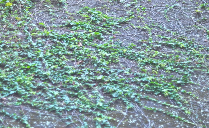 蔦_a0214096_22592680.jpg