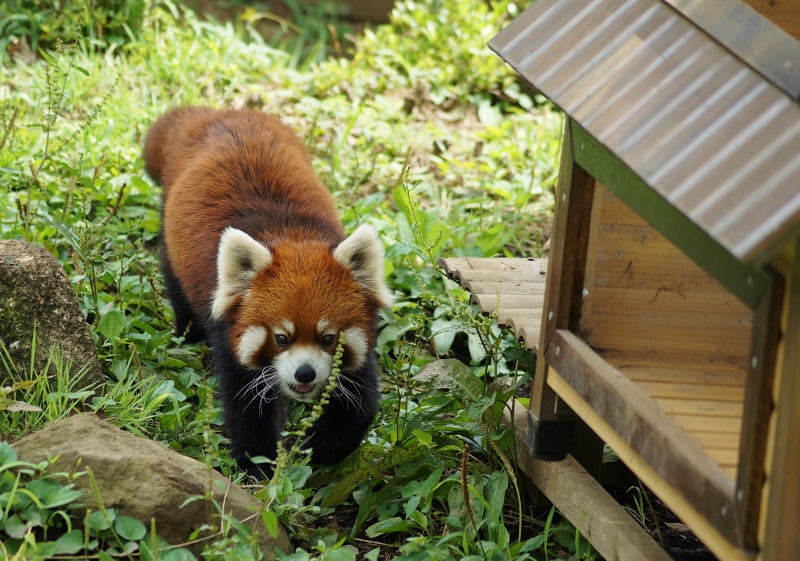 レッサーパンダ勢揃い！その１_a0306502_11332697.jpg