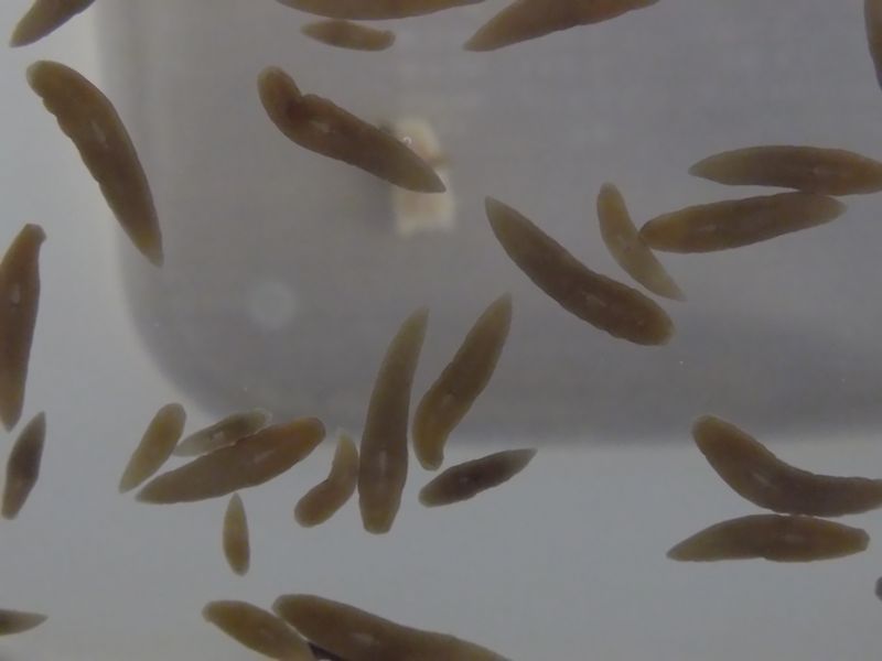 プラナリアの食事と玄関の戸締り_c0025115_1981170.jpg