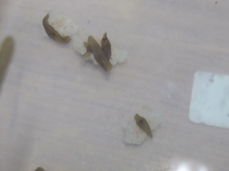 プラナリアの食事と玄関の戸締り_c0025115_1981737.jpg