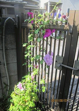 d0065324_22542065.gif