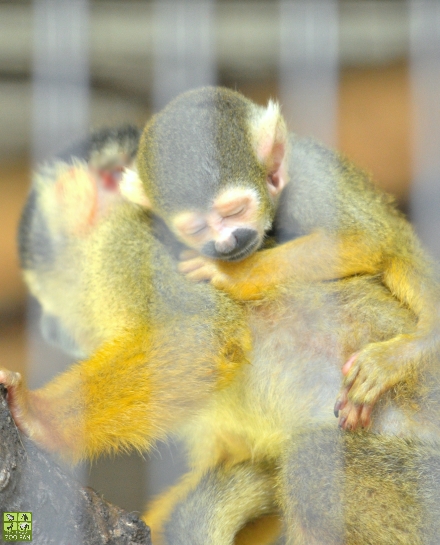 西山動物園のボリビアリスザルたち(鯖江市西山動物園)_a0230833_19454358.jpg