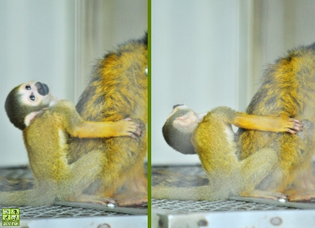 西山動物園のボリビアリスザルたち(鯖江市西山動物園)_a0230833_19464986.jpg