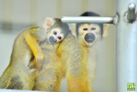 西山動物園のボリビアリスザルたち(鯖江市西山動物園)_a0230833_19465992.jpg