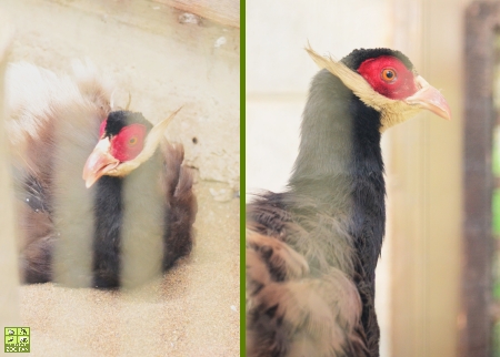 西山動物園のボリビアリスザルたち(鯖江市西山動物園)_a0230833_20554798.jpg