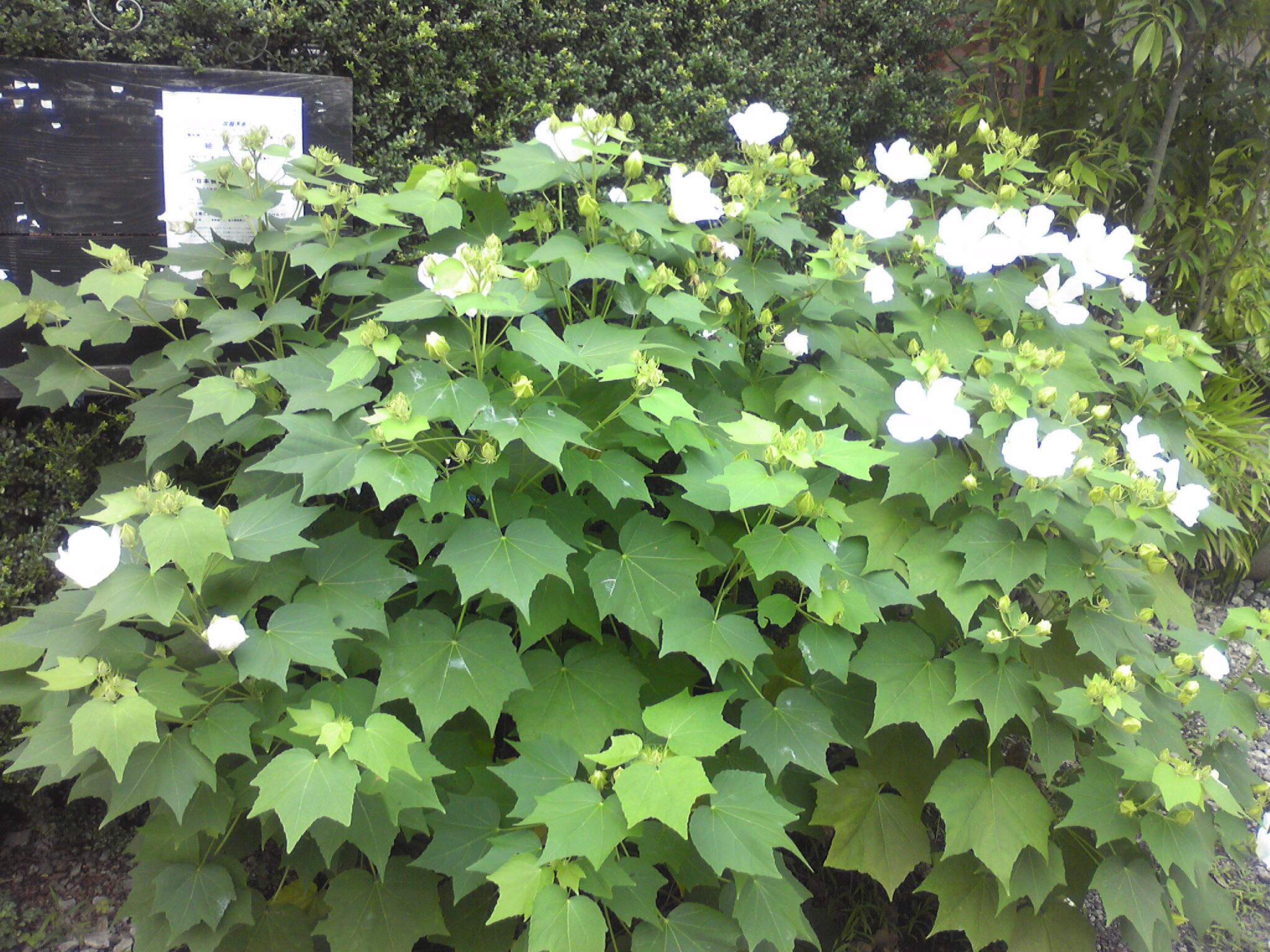 c0211734_1832429.jpg
