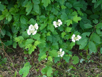 f0206939_20543045.jpg
