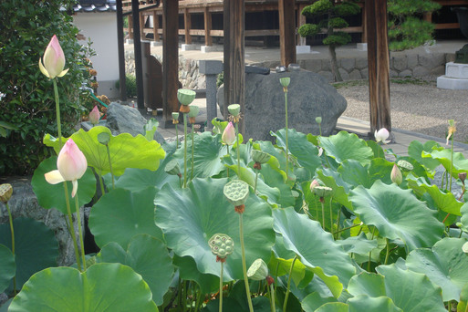 ハスの花_e0226943_23323648.jpg