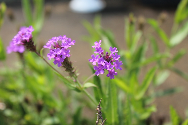 炎天で元気なお花たち_f0220152_1036556.jpg