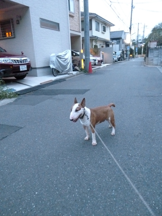 緊急地震速報だぁ～！_d0215861_23422318.jpg