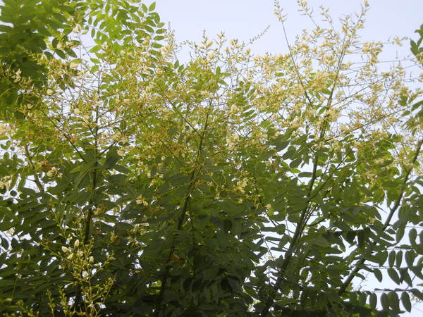’13,8,8(木)朝の贅沢な時間!_f0060461_810296.jpg