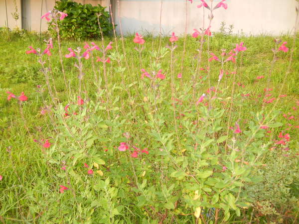 ’13,8,8(木)朝の贅沢な時間!_f0060461_8132773.jpg