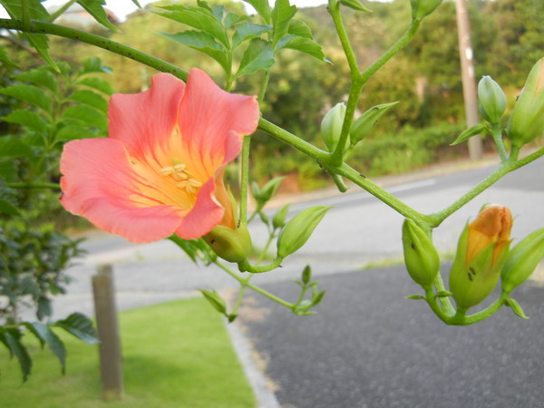 ’13,8,8(木)朝の贅沢な時間!_f0060461_8164390.jpg
