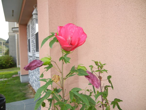 ’13,8,8(木)朝の贅沢な時間!_f0060461_8204639.jpg