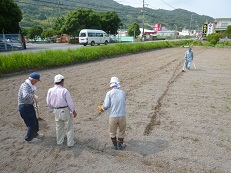 今年はコスモスを満開に!_e0175370_11465742.jpg