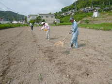 今年はコスモスを満開に！_e0175370_1151296.jpg