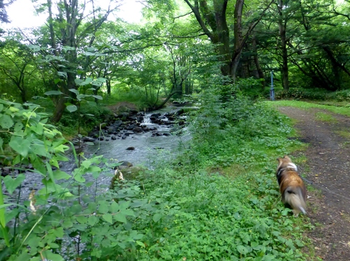 軽井沢　願ったり叶ったり公園_a0157174_1734015.jpg