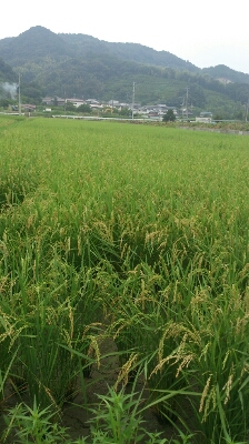 秋?_f0172281_1251853.jpg