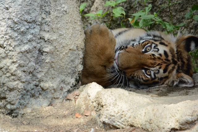 ２０１３年７月　浜松市動物園　その３　テンちゃんお外でハッスル_a0052986_7345446.jpg