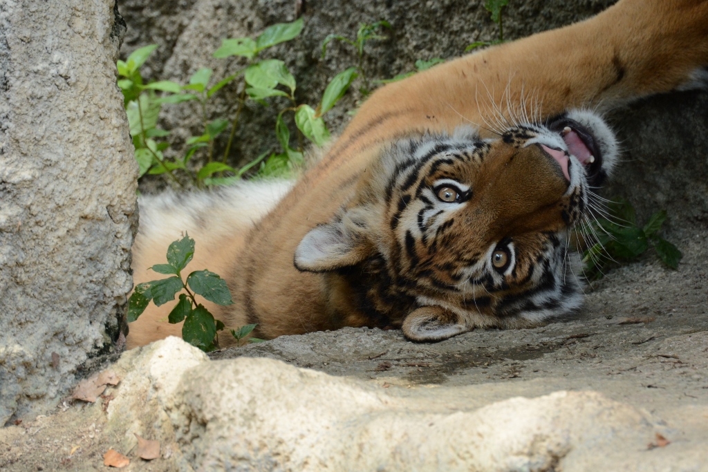 ２０１３年７月　浜松市動物園　その３　テンちゃんお外でハッスル_a0052986_7371065.jpg