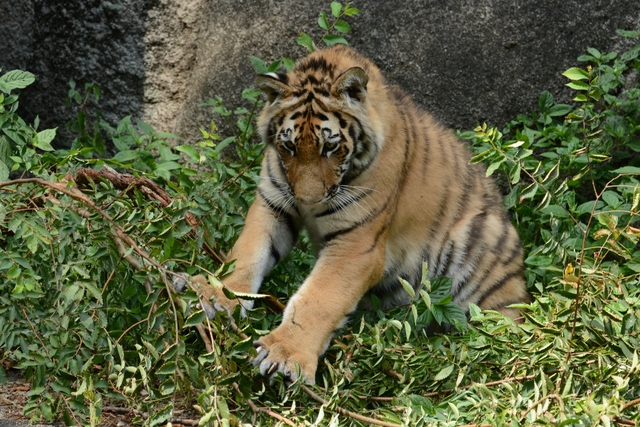 ２０１３年７月　浜松市動物園　その３　テンちゃんお外でハッスル_a0052986_7405063.jpg