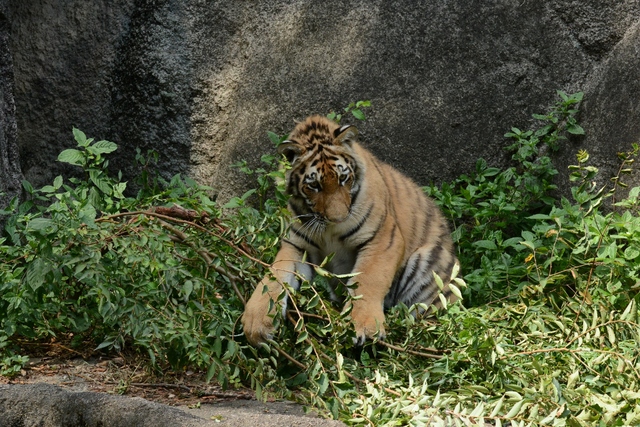 ２０１３年７月　浜松市動物園　その３　テンちゃんお外でハッスル_a0052986_741155.jpg