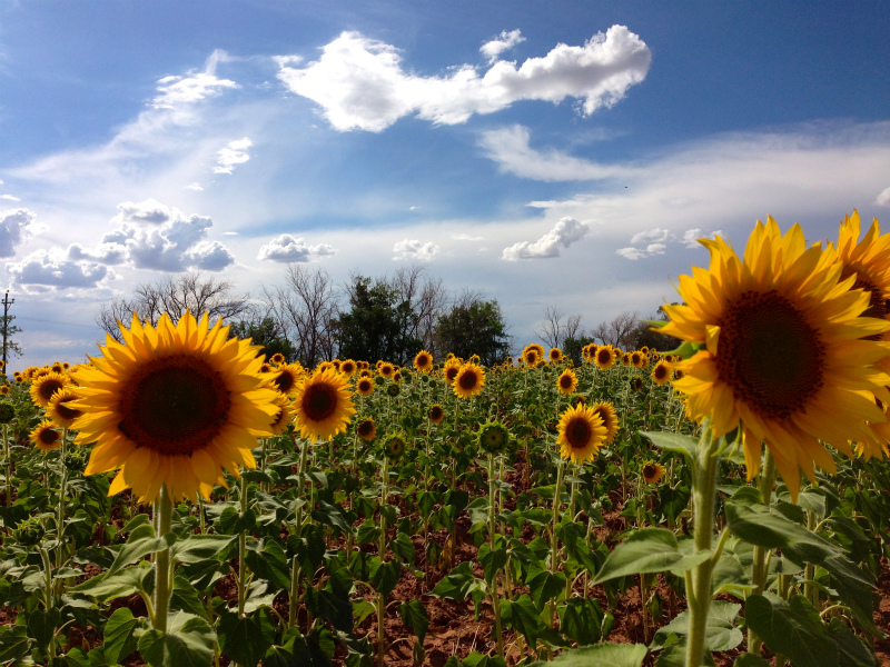 2013/08/05 Summer USA Trip -SLC-Moab-Coltez-_b0220886_13231594.jpg