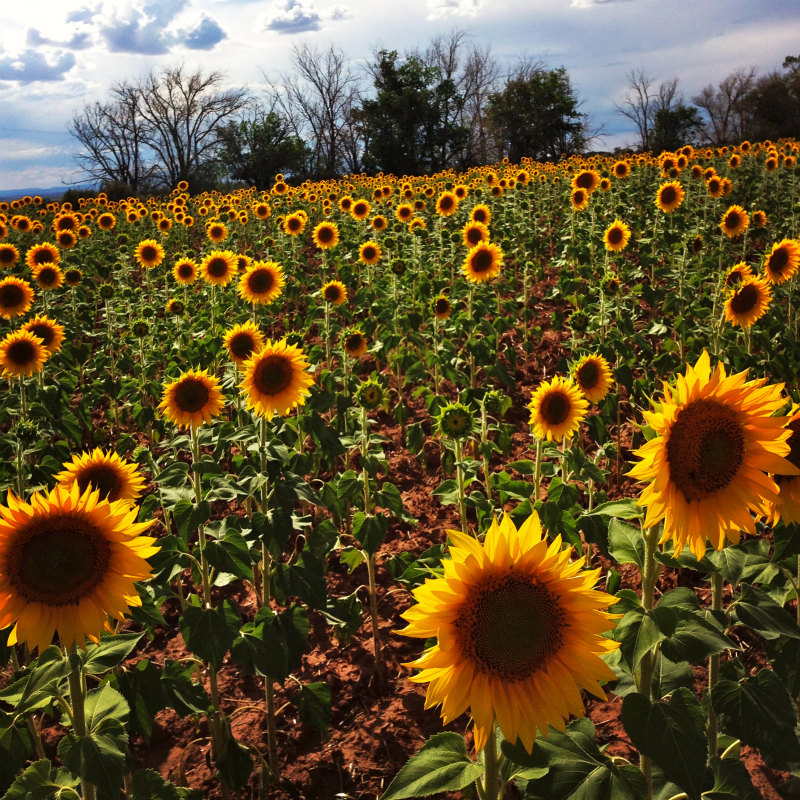 2013/08/05 Summer USA Trip -SLC-Moab-Coltez-_b0220886_13233768.jpg
