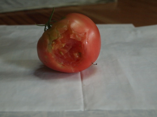 だれだー、トマトをかじったのは！_e0008887_9462374.jpg