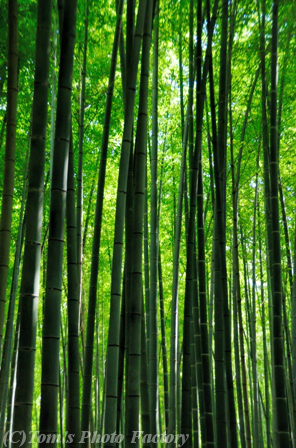 京を歩く～夏の嵯峨野「竹林の小径」_b0155692_1952184.jpg