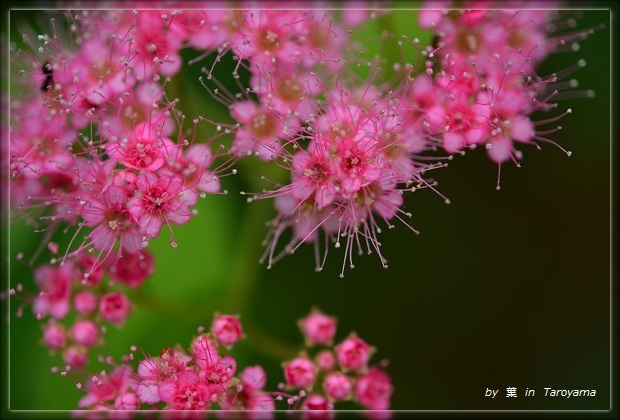 『午後２時の太郎山』　便り　～７月の花～_d0264892_030343.jpg