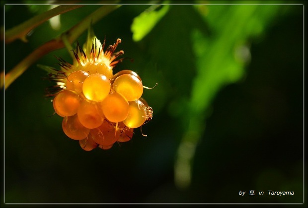 『午後２時の太郎山』　便り　～７月の花～_d0264892_0422196.jpg