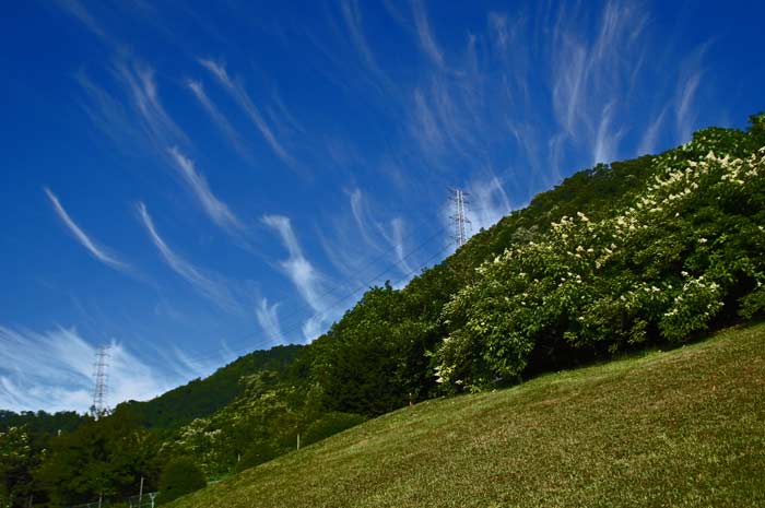 夏の空_d0162994_8533369.jpg