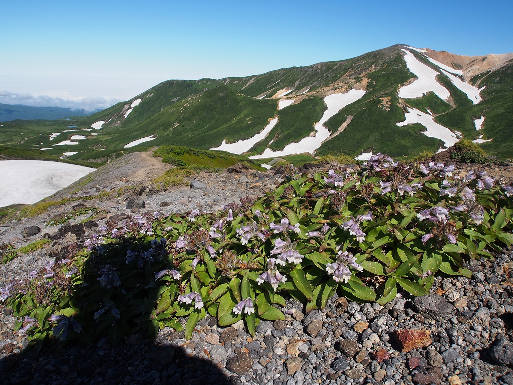 ８月３日、愛山渓温泉から当麻乗越、裾合平経由中岳分岐_f0138096_1892041.jpg