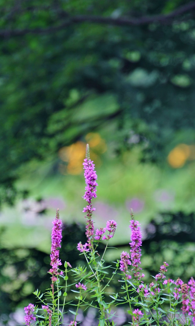 禊 みそぎ の花 ミソハギ そよ風のつぶやき 禊 みそぎ の花 ミソハギ そよ風のつぶやき