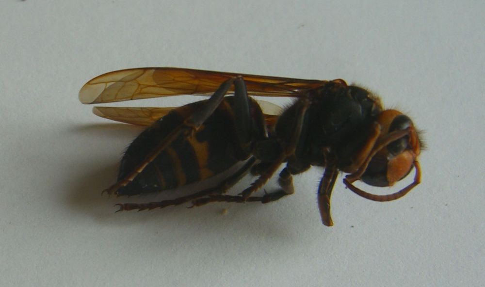 蜂の種類は Si Chansの徒然雑記 蜂の種類は Si Chansの徒然雑記