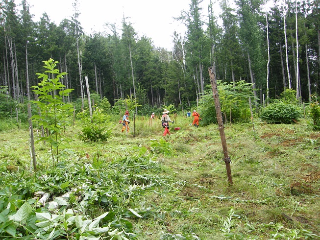平成25年8月3日(土) 柴原山林 天候曇りのち晴れ 参加10名_c0173813_1523660.jpg