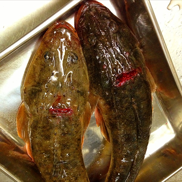 マゴチ料理と珍し野菜 Smile Days ありふれた日々の幸せ