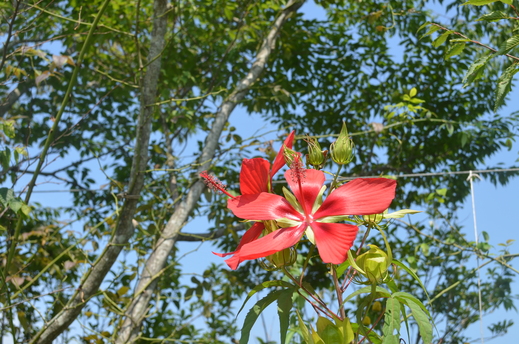 今日の花の庭_e0135518_14293057.jpg