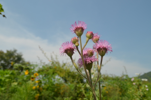 今日の花の庭_e0135518_14314748.jpg