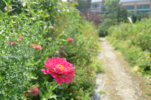 今日の花の庭_e0135518_14335419.jpg