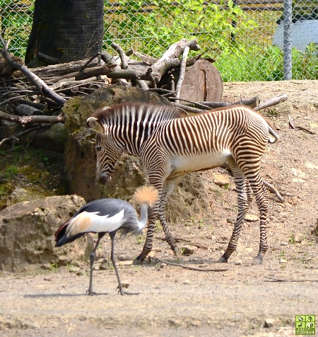 7月28日の動物たち～ショコラ♀おめでとう！_a0230833_17435272.jpg