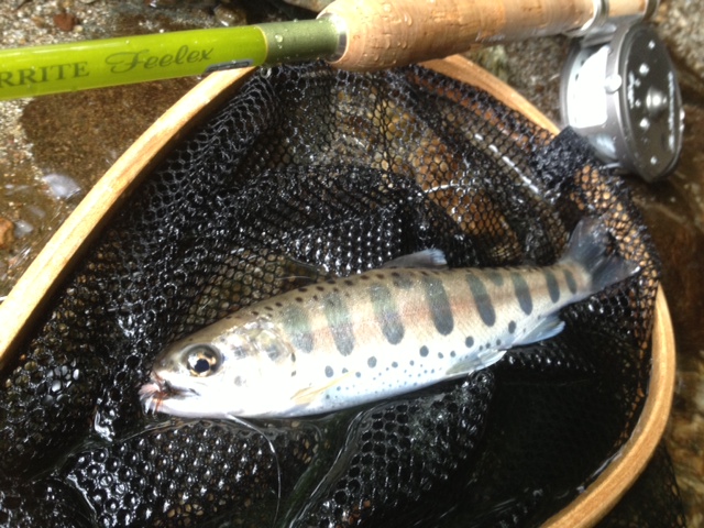 桂川水系 S川釣行 その1_c0149633_20312843.jpg